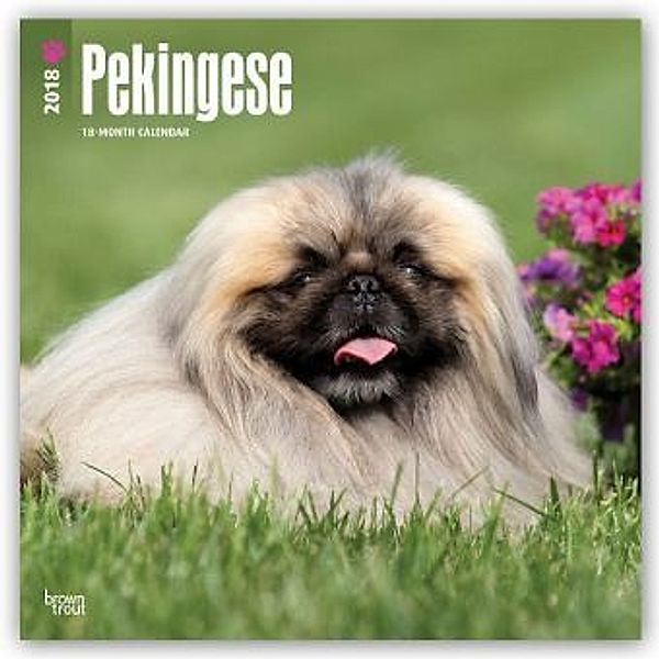 Pekingese - Pekinesen 2018 - 18-Monatskalender mit freier DogDays-App, BrownTrout Publisher