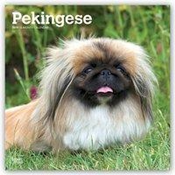 Pekingese - Pekinesen 2019 - 18-Monatskalender mit freier Do