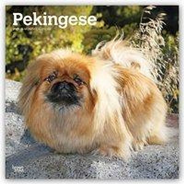 Pekingese - Pekinesen 2021 - 16-Monatskalender mit freier DogDays-App, BrownTrout Publisher