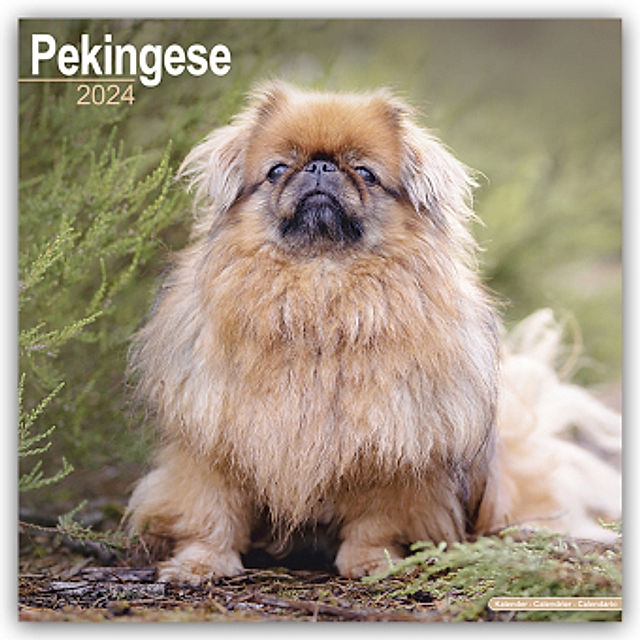 Pekingese - Pekinesen 2024 - 16-Monatskalender online kaufen - Orbisana