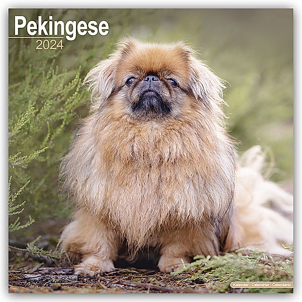 Pekingese - Pekinesen 2024 - 16-Monatskalender, Avonside Publishing Ltd