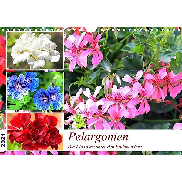 Pelargonien. Die Klassiker unter den Blühwundern (Wandkalender 2021 DIN A4 quer), Rose Hurley