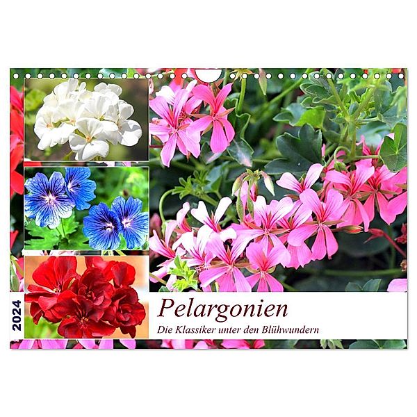 Pelargonien. Die Klassiker unter den Blühwundern (Wandkalender 2024 DIN A4 quer), CALVENDO Monatskalender, Rose Hurley