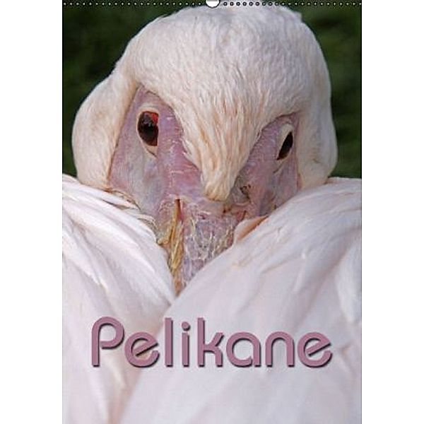 Pelikane (Wandkalender 2015 DIN A2 hoch), Martina Berg
