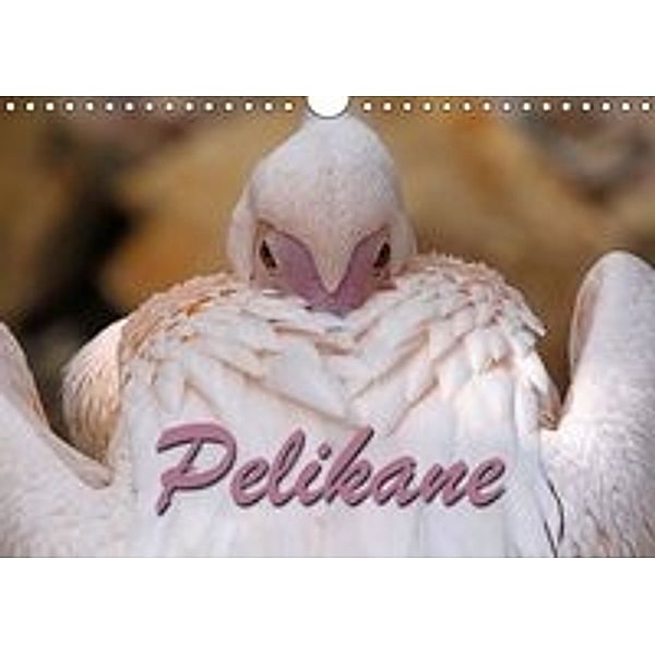 Pelikane (Wandkalender 2016 DIN A4 quer), Martina Berg