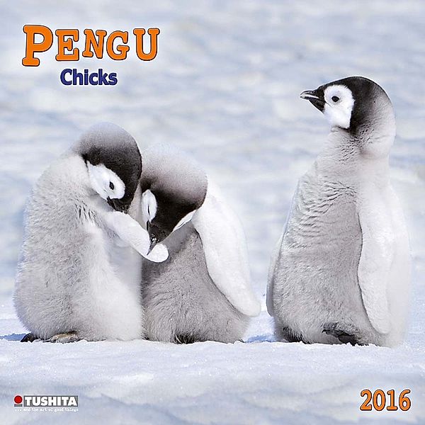 Pengu Chicks 2016