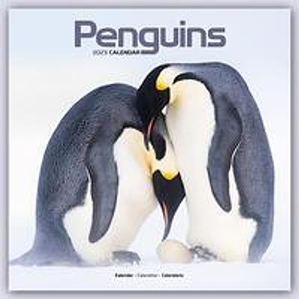 Penguins - Pinguine 2023 - 16-Monatskalender, Avonside Publishing Ltd