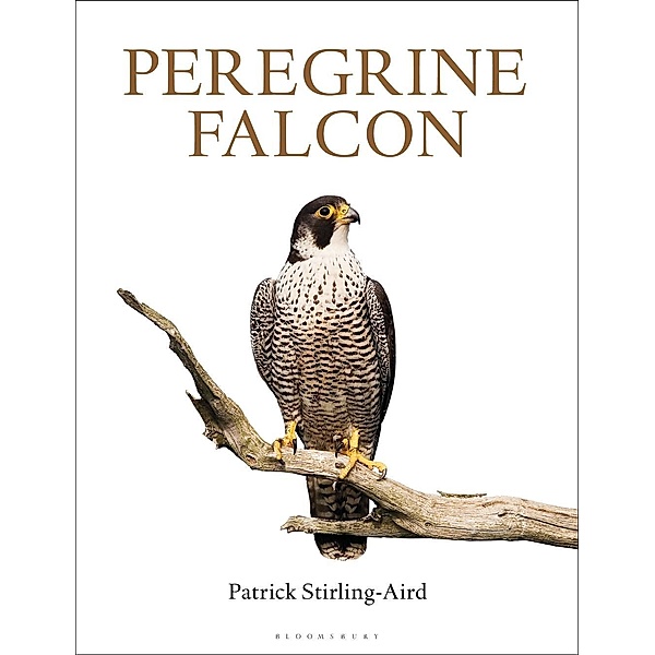Peregrine Falcon, Patrick Stirling-Aird
