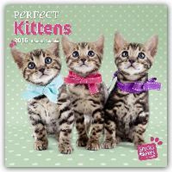 Perfect Kittens 2016