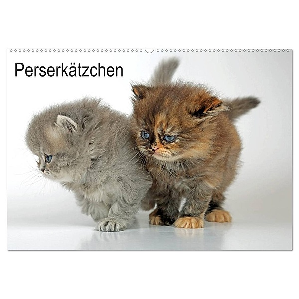 Perserkätzchen / CH-Version (Wandkalender 2024 DIN A2 quer), CALVENDO Monatskalender, Klaus Eppele