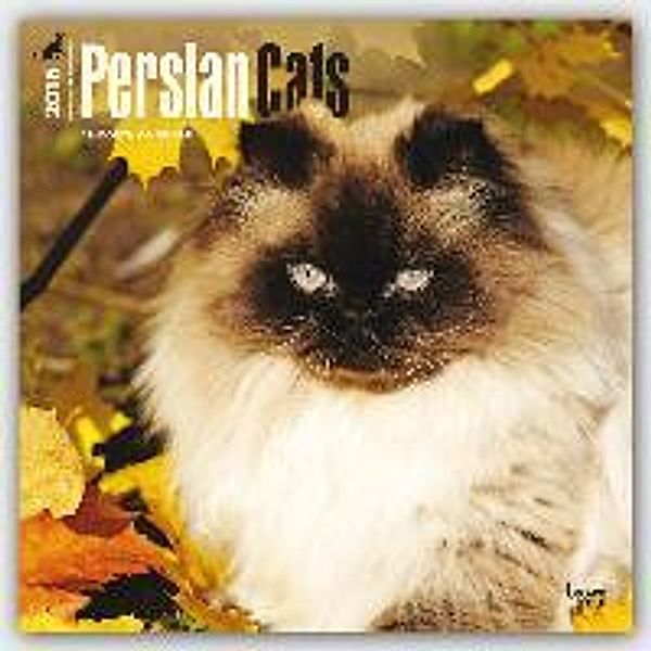 Persian Cats 2016