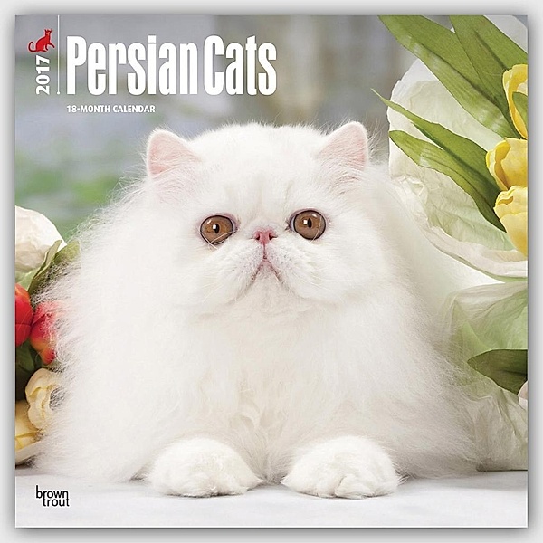 Persian Cats 2017 Wall