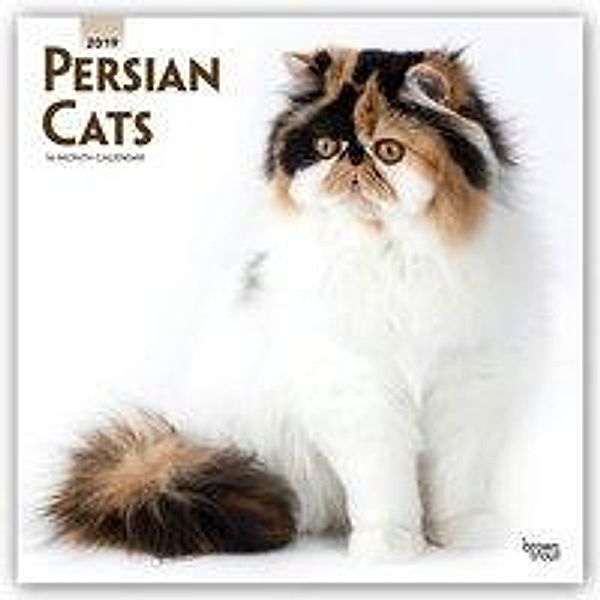 Persian Cats - Perserkatzen 2019 - 18-Monatskalender