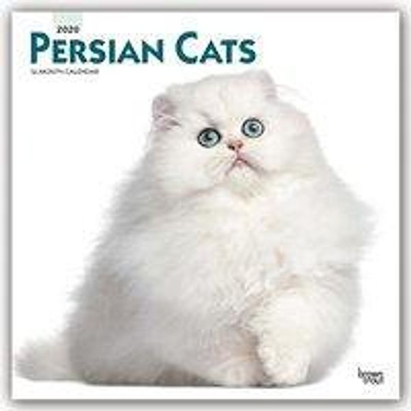 Persian Cats - Perserkatzen 2020 - 16-Monatskalender, BrownTrout Publisher