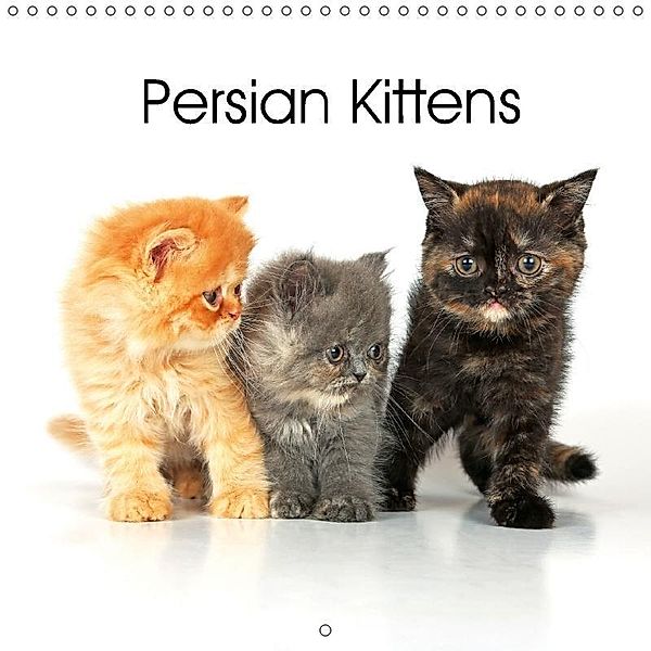 Persian Kittens (Wall Calendar 2018 300 × 300 mm Square), Klaus Eppele