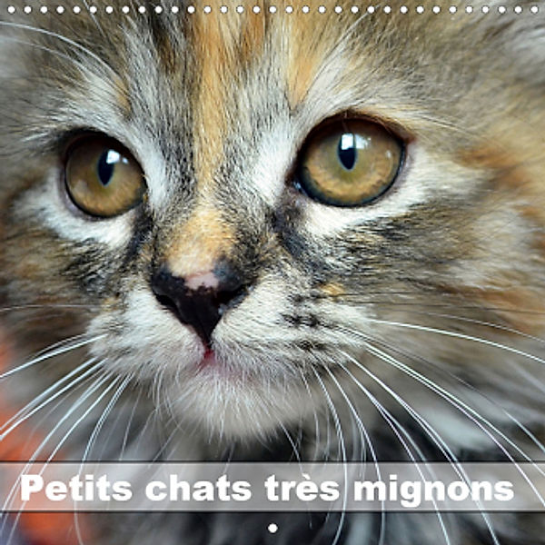 Petits chats très mignons (Calendrier mural 2021 300 × 300 mm Square), Jennifer Chrystal