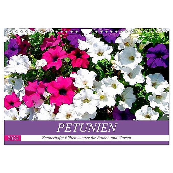 Petunien. Zauberhafte Blütenwunder für Balkon und Garten (Wandkalender 2024 DIN A4 quer), CALVENDO Monatskalender, Rose Hurley