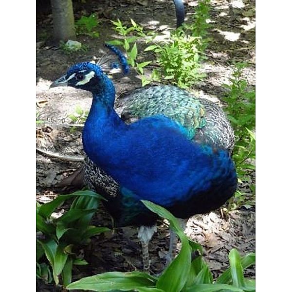 Pfau - 1.000 Teile (Puzzle)