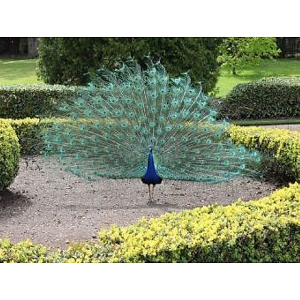 Pfau - 2.000 Teile (Puzzle)