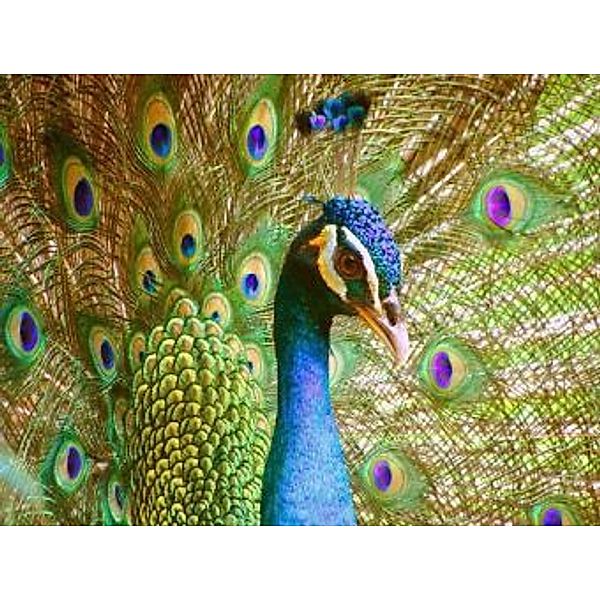 Pfau - 2.000 Teile (Puzzle)