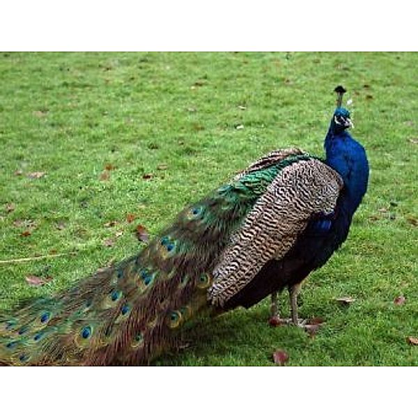 Pfau - 2.000 Teile (Puzzle)