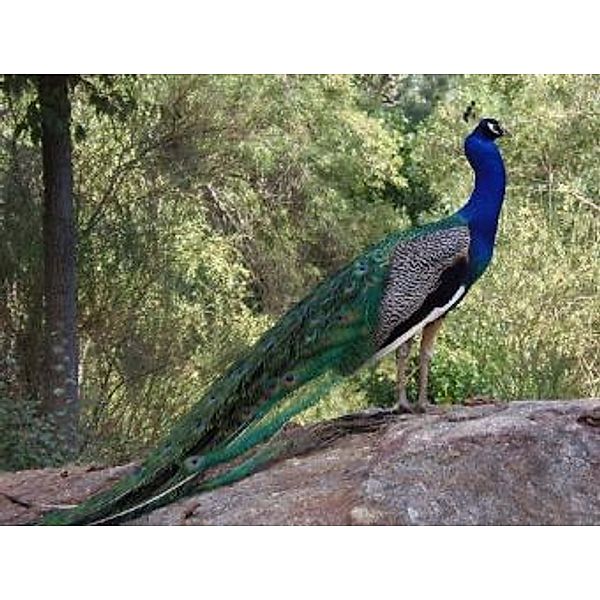 Pfau - 200 Teile (Puzzle)