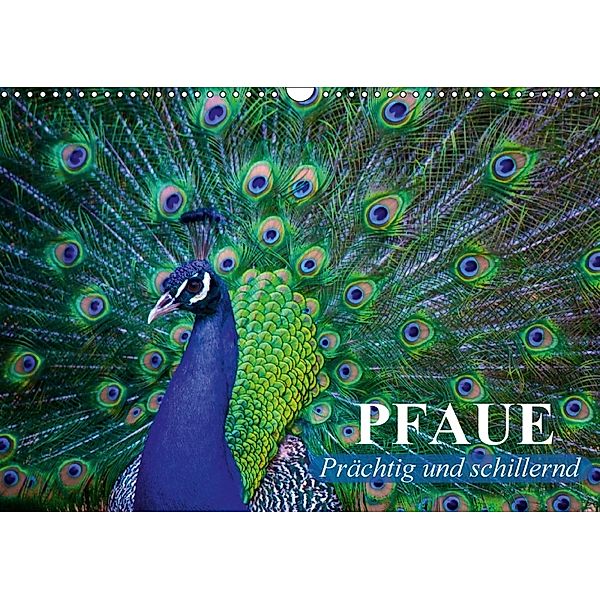 Pfaue. Prächtig und schillernd (Wandkalender 2018 DIN A3 quer), Elisabeth Stanzer