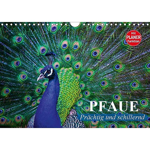 Pfaue. Prächtig und schillernd (Wandkalender 2020 DIN A4 quer), Elisabeth Stanzer