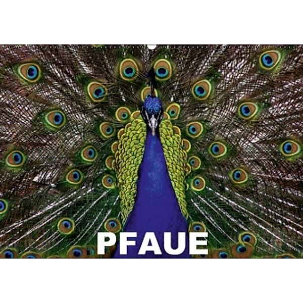 Pfaue (Wandkalender 2015 DIN A2 quer), Elisabeth Stanzer