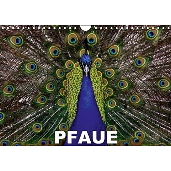 Pfaue (Wandkalender 2015 DIN A4 quer), Elisabeth Stanzer