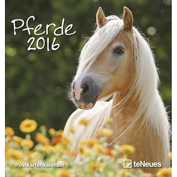 Pferde 2016