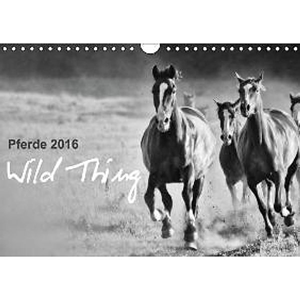Pferde 2016 Wild Thing (Wandkalender 2016 DIN A4 quer), Sabine Peters