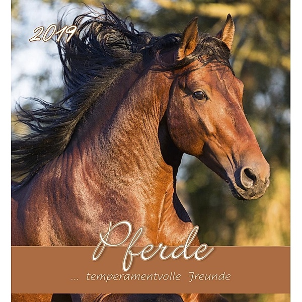 Pferde 2019 - Postkartenkalender, ALPHA EDITION