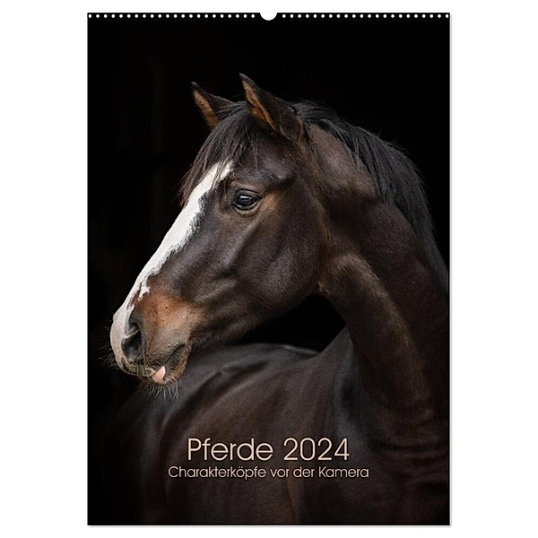 Pferde 2024 - Charakterköpfe vor der Kamera (Wandkalender 2024 DIN A2 hoch), CALVENDO Monatskalender, Paula Müller