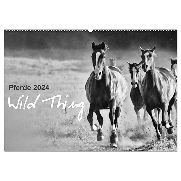 Pferde 2024 Wild Thing (Wandkalender 2024 DIN A2 quer), CALVENDO Monatskalender, Sabine Peters