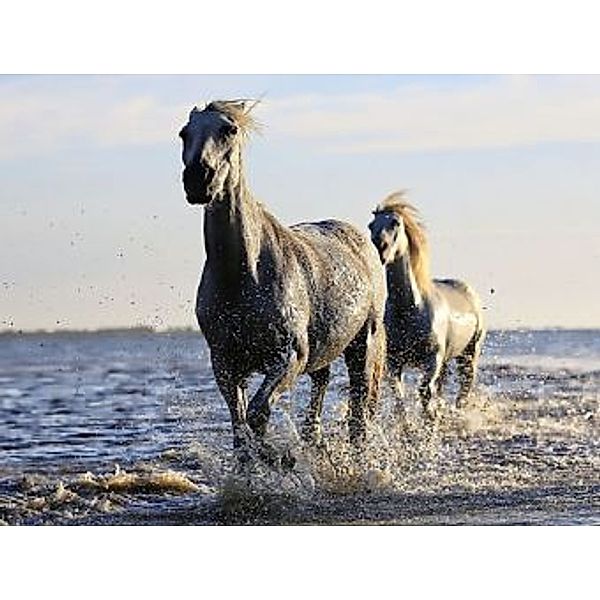 Pferde am Strand - 1.000 Teile (Puzzle)