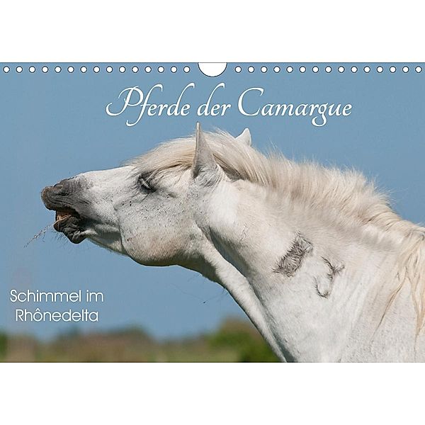 Pferde der Camargue - Schimmel im Rhônedelta (Wandkalender 2021 DIN A4 quer), Meike Bölts