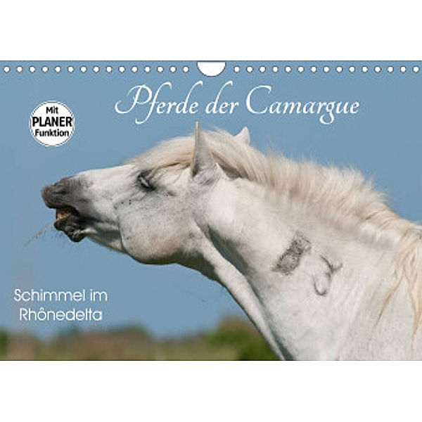 Pferde der Camargue - Schimmel im Rhônedelta (Wandkalender 2022 DIN A4 quer), Meike Bölts