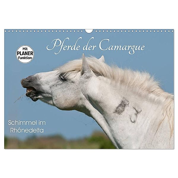 Pferde der Camargue - Schimmel im Rhônedelta (Wandkalender 2024 DIN A3 quer), CALVENDO Monatskalender, Meike Bölts