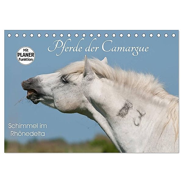 Pferde der Camargue - Schimmel im Rhônedelta (Tischkalender 2024 DIN A5 quer), CALVENDO Monatskalender, Meike Bölts