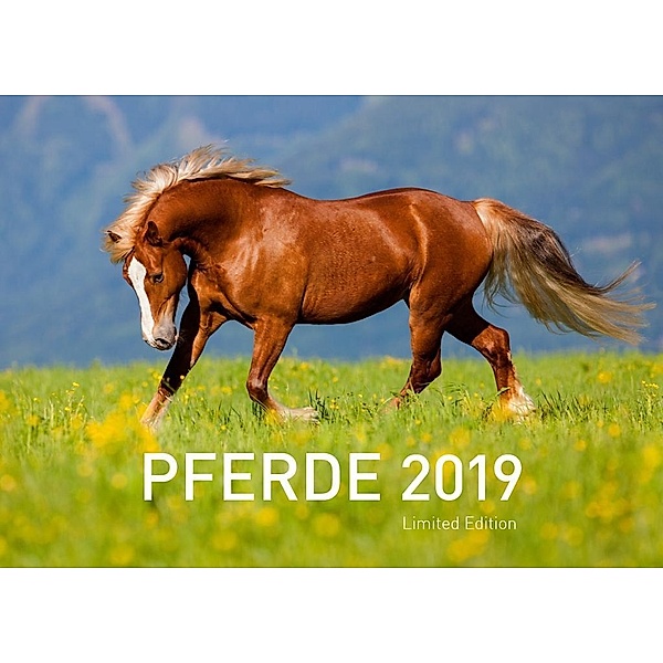 Pferde Exklusivkalender 2019
