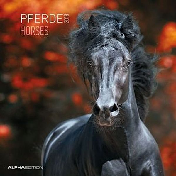 Pferde / Horses 2018