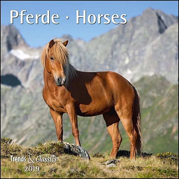 Pferde / Horses 2019