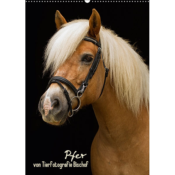Pferde im Portait (Wandkalender 2019 DIN A2 hoch), Tierfotografie Bischof