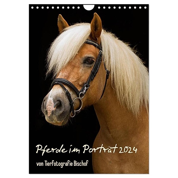 Pferde im Portait (Wandkalender 2024 DIN A4 hoch), CALVENDO Monatskalender, Melanie Bischof, Tierfotografie Bischof