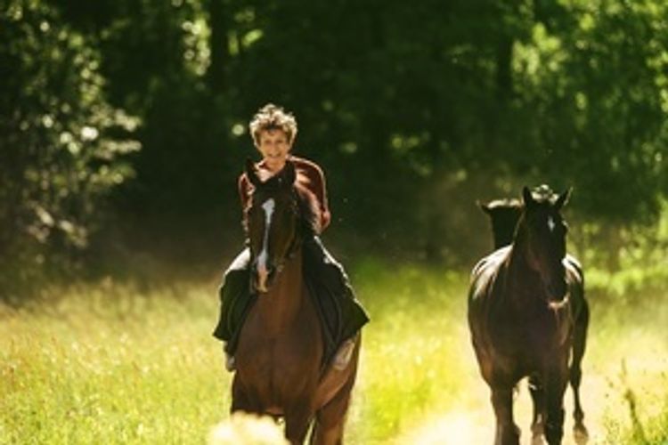 Pferde stehlen DVD jetzt bei Weltbild.de online bestellen
