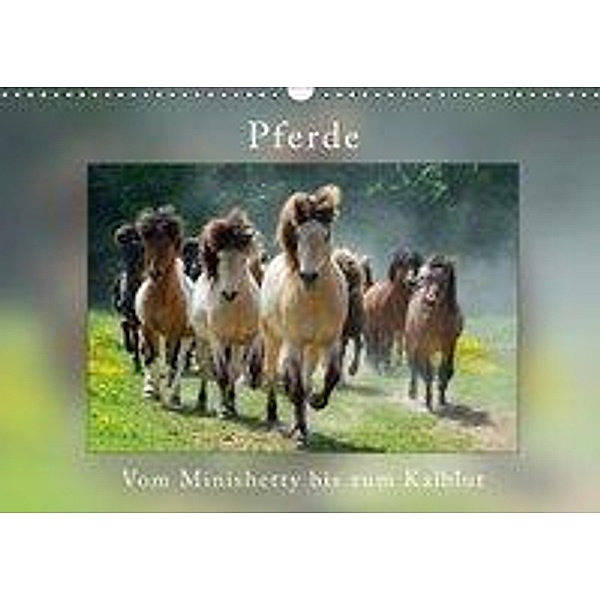 Pferde Vom Minishetty bis zum Kaltblut (Wandkalender 2019 DIN A3 quer), Angelika Beuck
