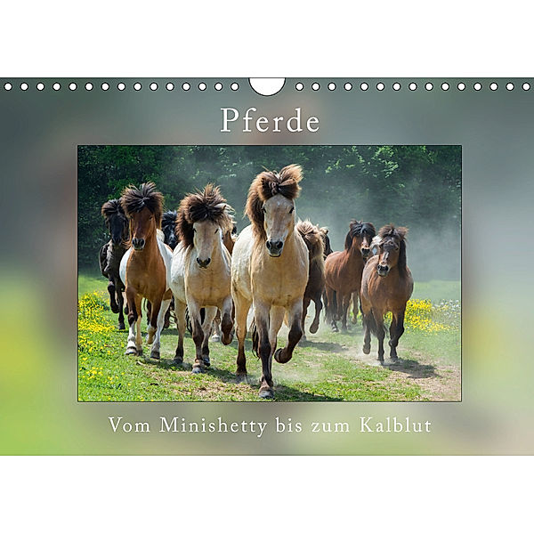 Pferde Vom Minishetty bis zum Kaltblut (Wandkalender 2019 DIN A4 quer), Angelika Beuck