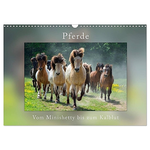 Pferde Vom Minishetty bis zum Kaltblut (Wandkalender 2024 DIN A3 quer), CALVENDO Monatskalender, Angelika Beuck