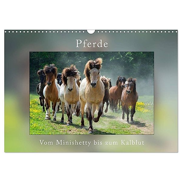 Pferde Vom Minishetty bis zum Kaltblut (Wandkalender 2025 DIN A3 quer), CALVENDO Monatskalender, Calvendo, Angelika Beuck